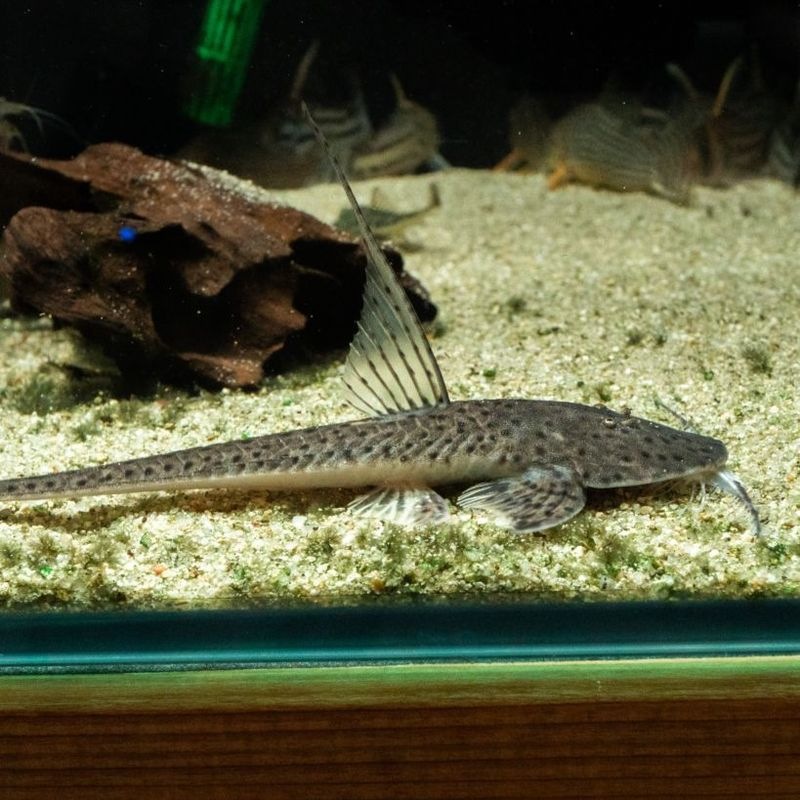 【Grande Man】サンダーロリカリア