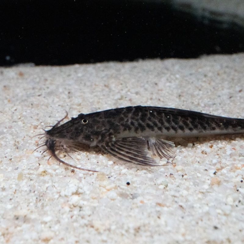 【Grande Man】ラディノロリカリア　マクロミスタックス