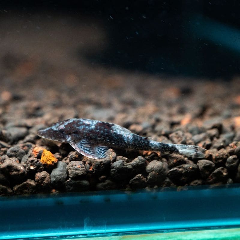 【Grande Man】グリーンドットパラオトシン　リオウルブー