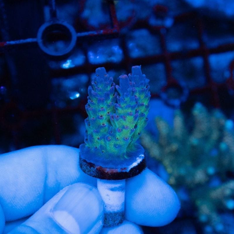 【決算セール】オーストラリア　ミドリイシ　anthocercis