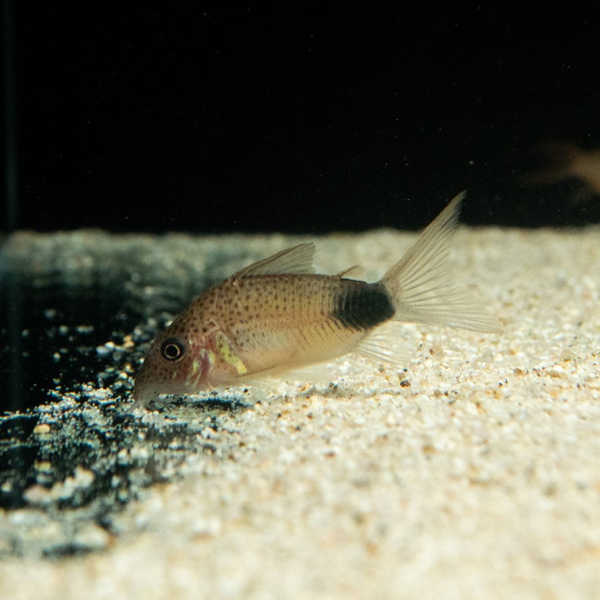 Grande Man】コリドラス マツザカエ イガラッペ カンブレ | 熱帯魚