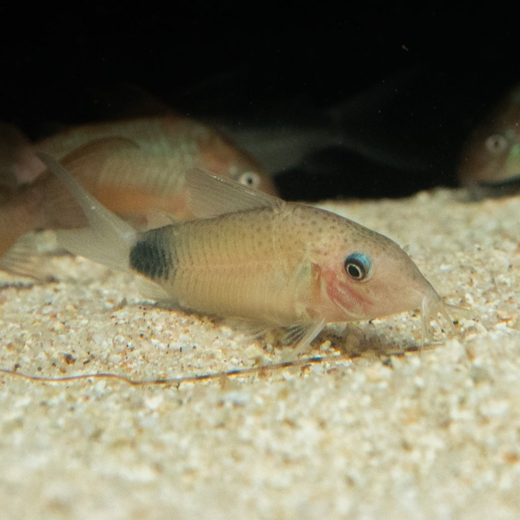 Grande Man】コリドラス マツザカエ イガラッペ カンブレ | 熱帯魚