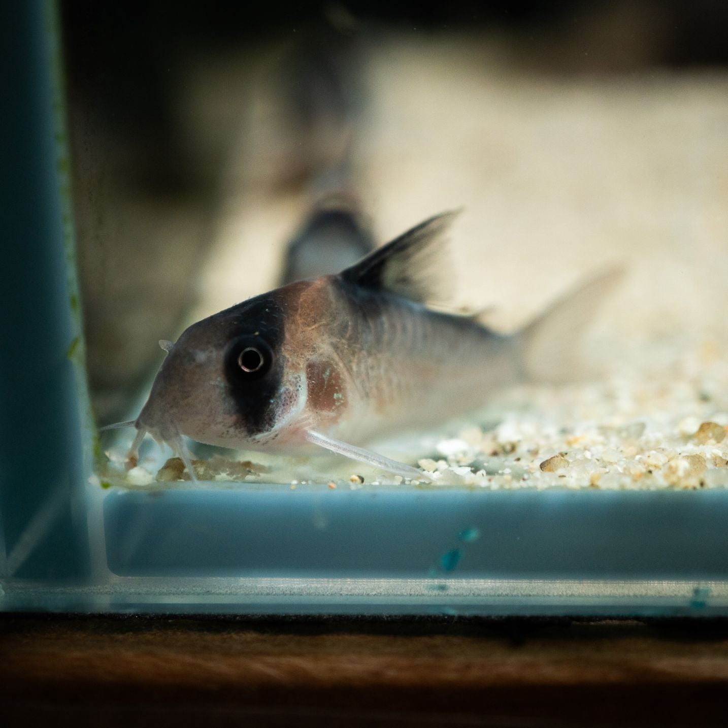 Grande Man】コリドラス ニューアドルフォイ ブラジル | 熱帯魚(淡水魚