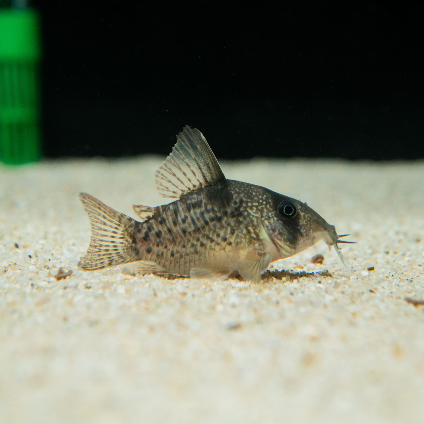 Grande Man】珍！コリドラス アンチェスター ショートボディ