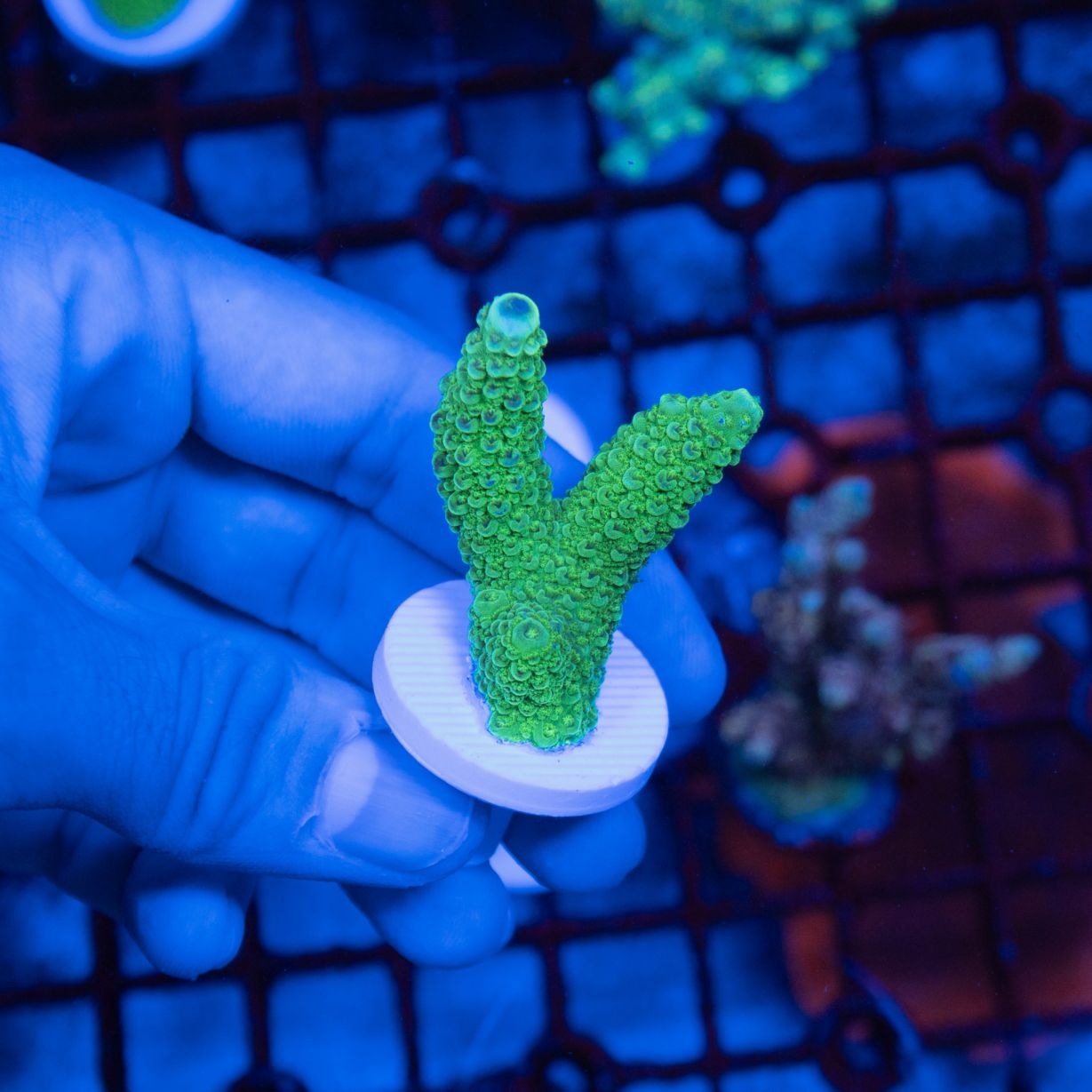 ヒメマツミドリイシ No.2 フィジー産 ヒメマツミドリイシ SPS ハードコーラル サンゴ