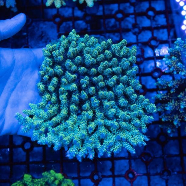 ナガレハナサンゴ!15時までのご注文で当日発送 (t136 ナガレハナサンゴ!15時までのご注文で当日発送 (t136