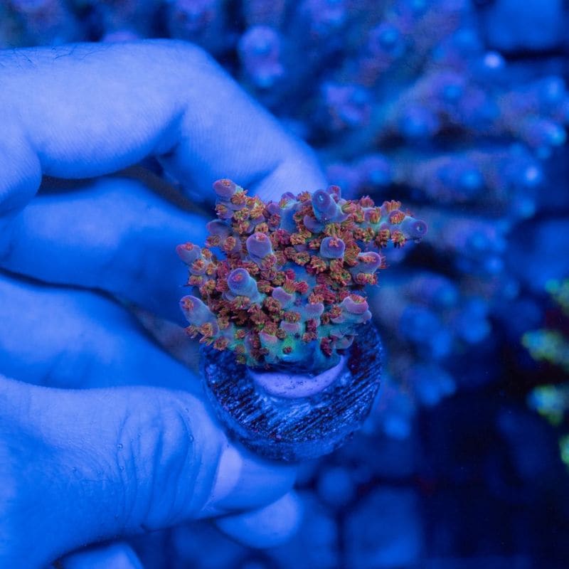 TRブリード　ミドリイシ　Acropora sp.～Rainbow Flare～二枚目写真有～
