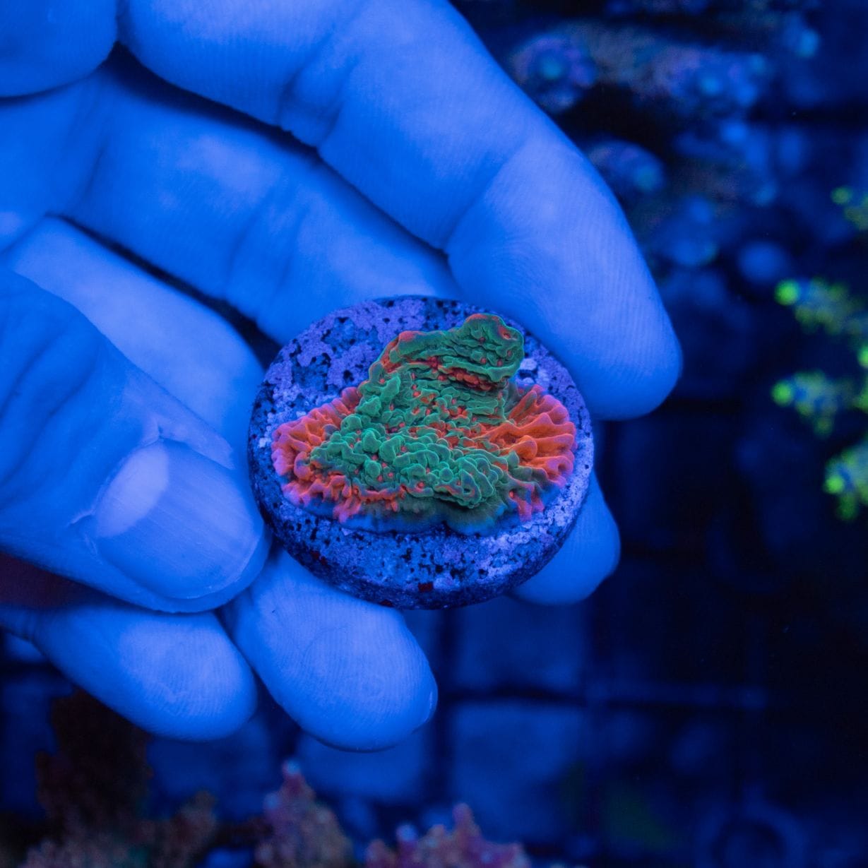 グラフテッドコモンサンゴ Montipora | すべての商品 | Aquarium TALLMAN