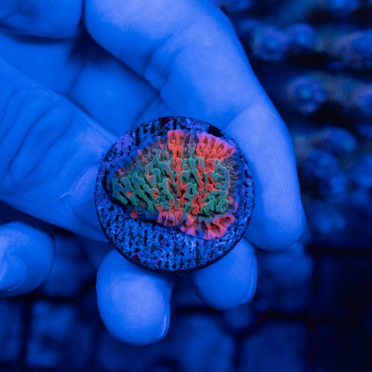 ２.グラフテッドモンティポラ　graphtedmontipora（フラグ） グラフテッドコモンサンゴ Montipora | すべての商品 | Aquarium TALLMAN