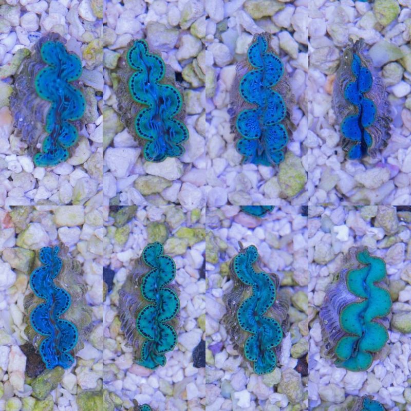 シラナミガイ　Maxima clam　Sグレード  一匹