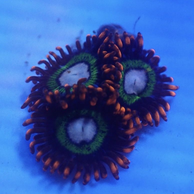 【マメスナ】Tree House of Horror ツリーハウスオブホラー[ゴジラブリード]