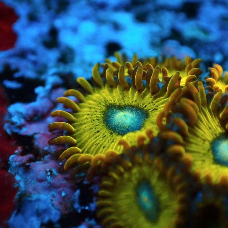 サンゴ,ソフトコーラル,マメスナギンチャク | Aquarium TALLMAN