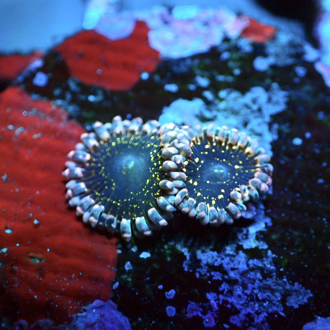 マメスナ】Stratosphere ストラトスフィア | サンゴ,ソフトコーラル