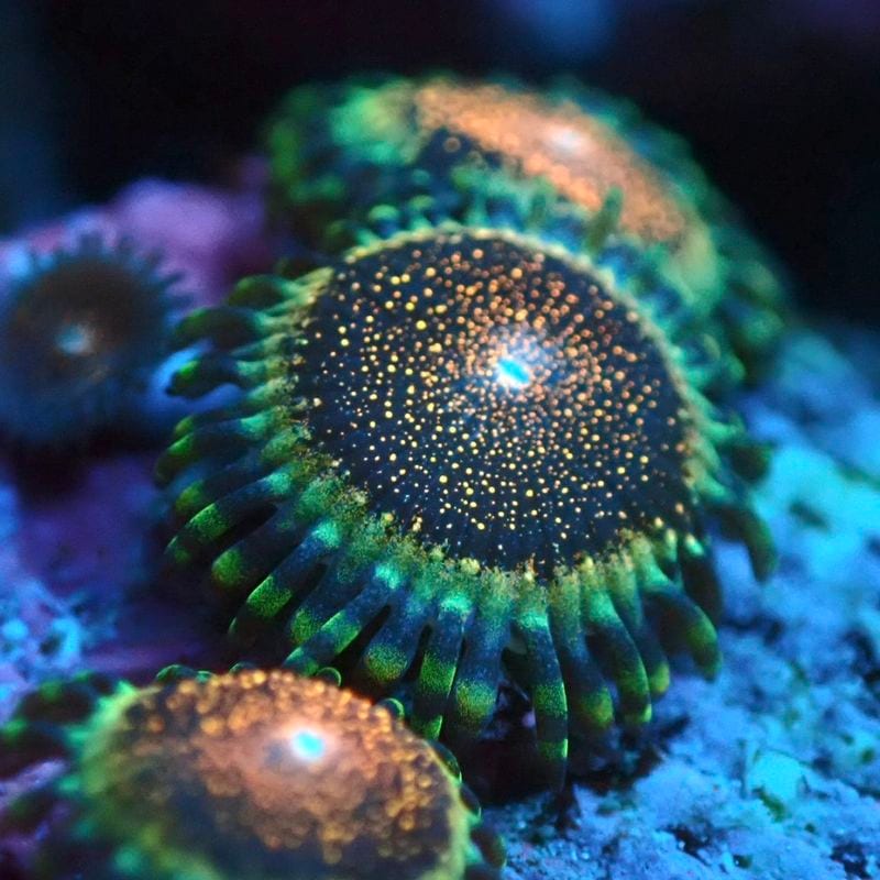 【マメスナ】Death Star デススター[ゴジラブリード]