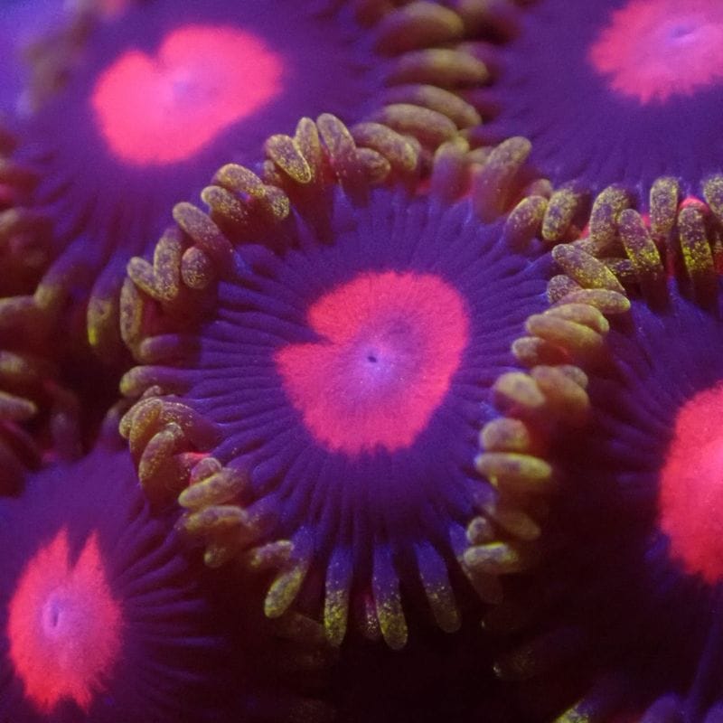 サンゴ,ソフトコーラル,マメスナギンチャク | Aquarium TALLMAN