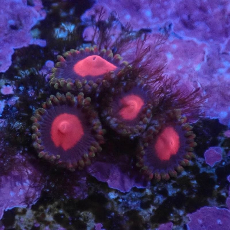 マメスナ　6種類セット サンゴ,ソフトコーラル,マメスナギンチャク | Aquarium TALLMAN