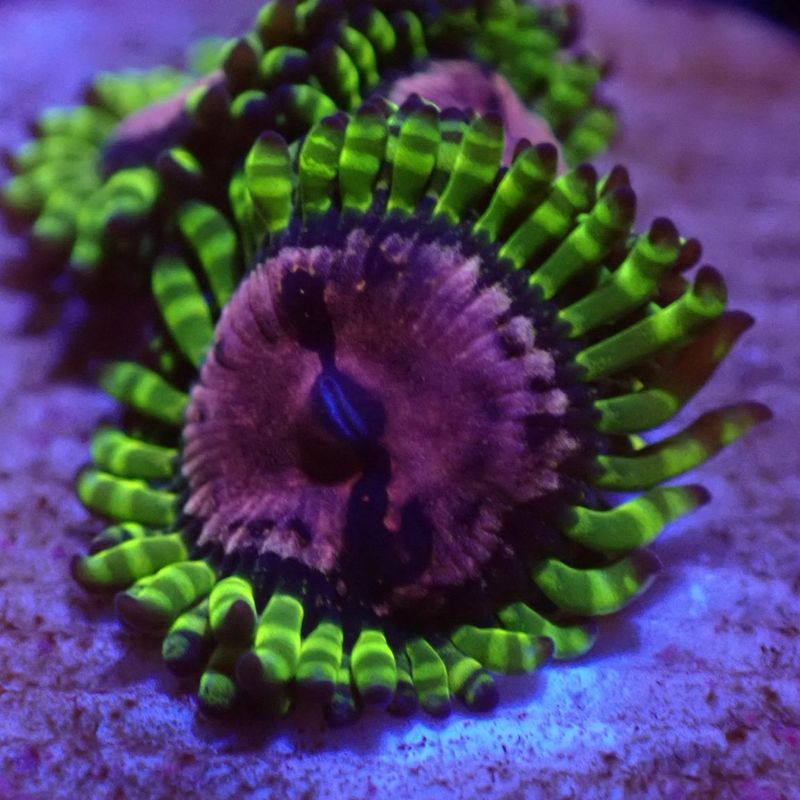 【マメスナ】Purple Monster パープルモンスター