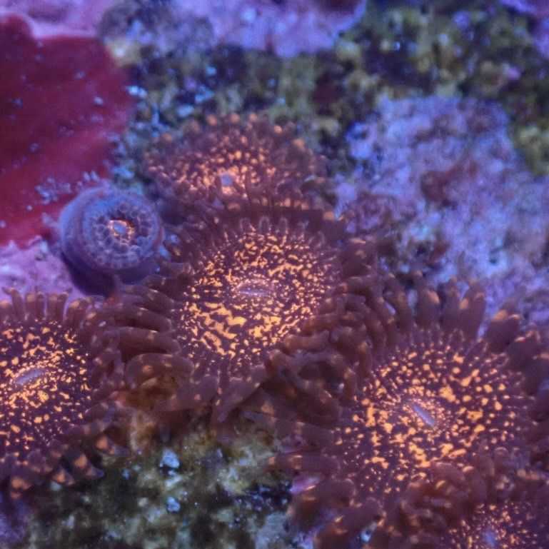 ぽん様 マメスナ➕はなグリーンセット ぽん様 マメスナ➕はなグリーン