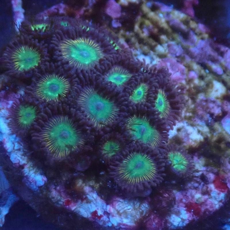 マメスナ　コロニー Yahoo!オークション -「コロニー」(熱帯魚) (魚類、水生生物)の