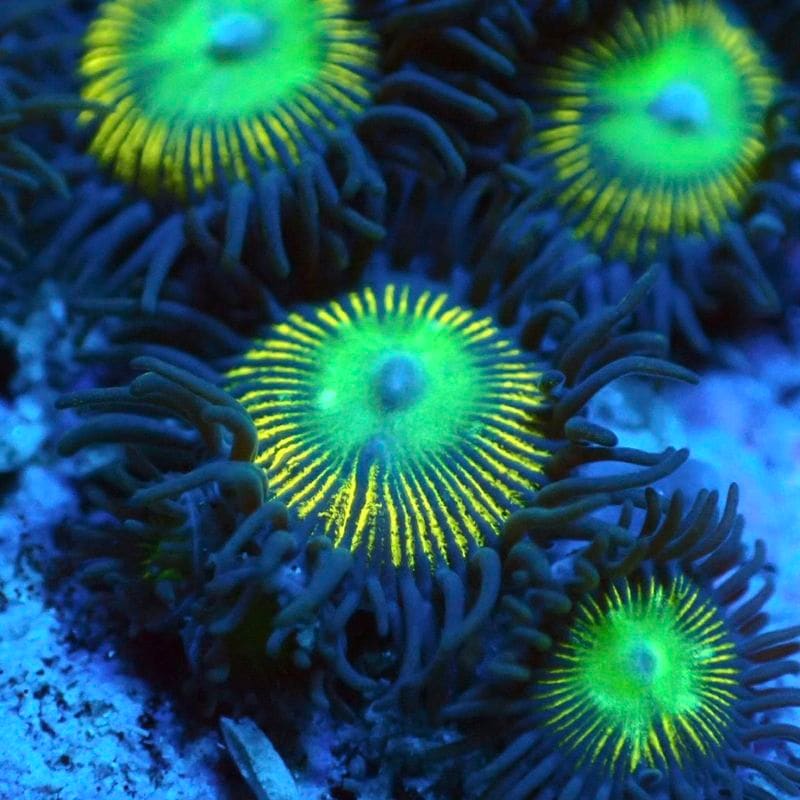 サンゴ,ソフトコーラル,マメスナギンチャク | Aquarium TALLMAN