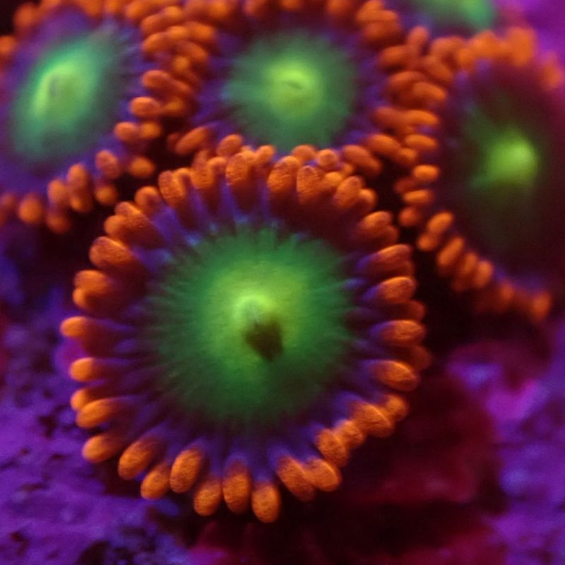 【マメスナ】Blue Boo Berry ブルーブーベリー