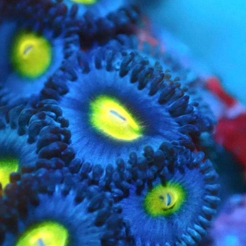 サンゴ,ソフトコーラル,マメスナギンチャク | Aquarium TALLMAN