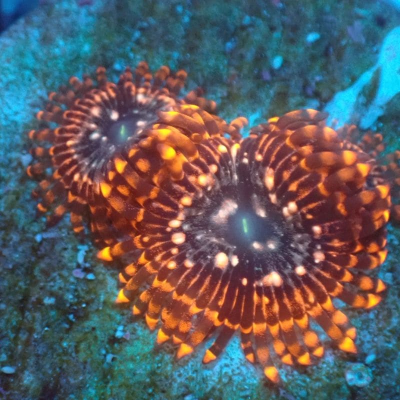 【マメスナ】Utter Chaos ウッターチャオス