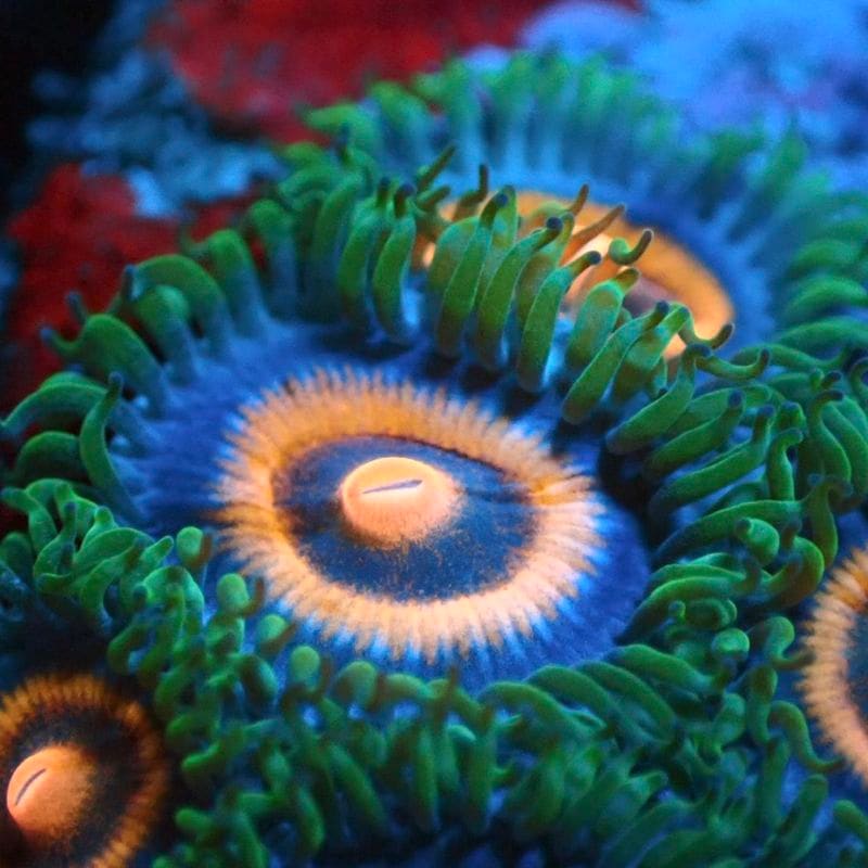 サンゴ,ソフトコーラル,マメスナギンチャク | Aquarium TALLMAN