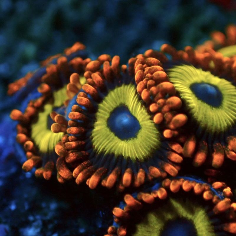 マメスナ　6種類セット マメスナ 6種類セット マメスナ 6種類セット マメスナ六種類セット