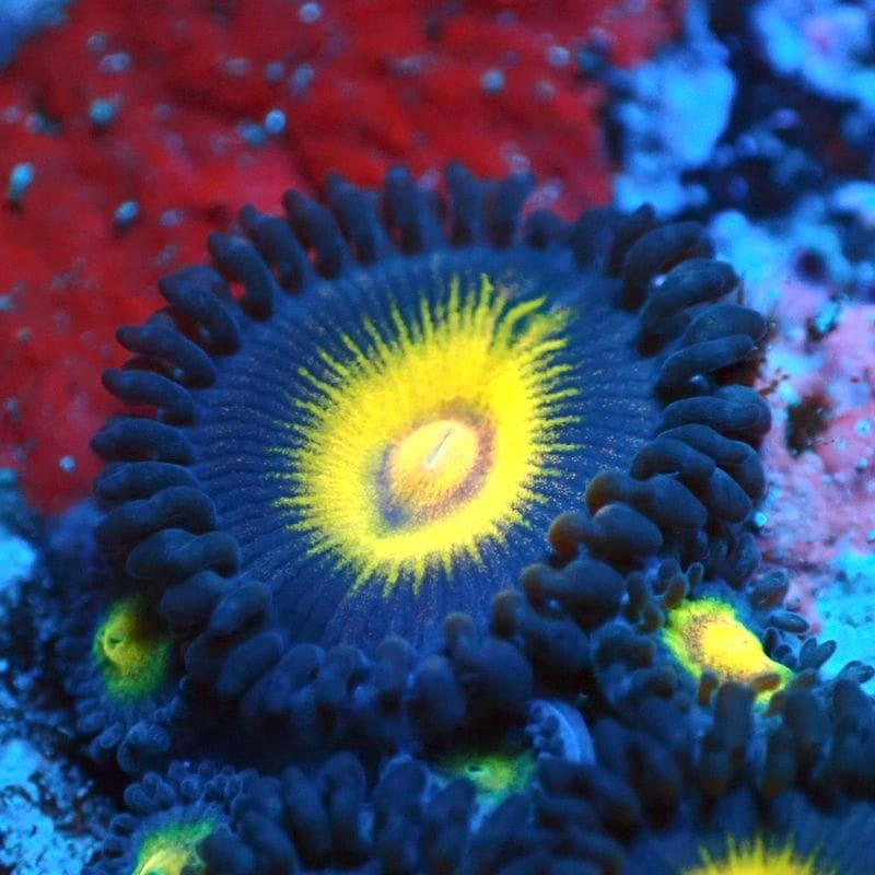 マメスナ(6) 種類　カラフル　フラグベース7cm マメスナ(6) 種類 カラフル フラグベース7cm METROCS colorful