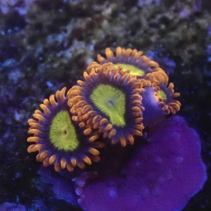 サンゴ,ソフトコーラル,マメスナギンチャク | Aquarium TALLMAN