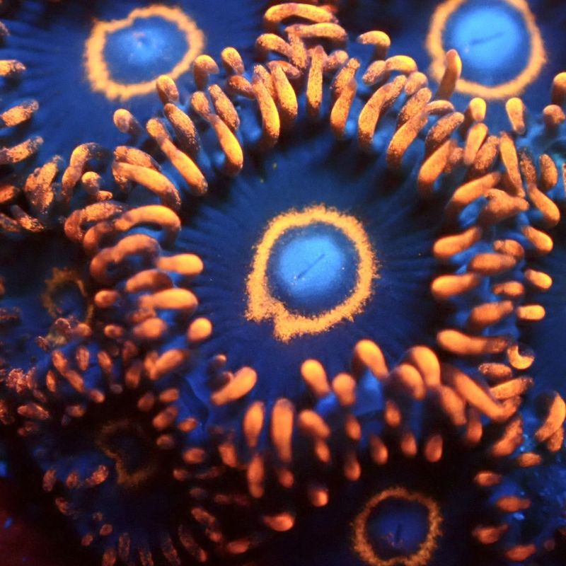 【マメスナ】Red Hornet レッドホーネット