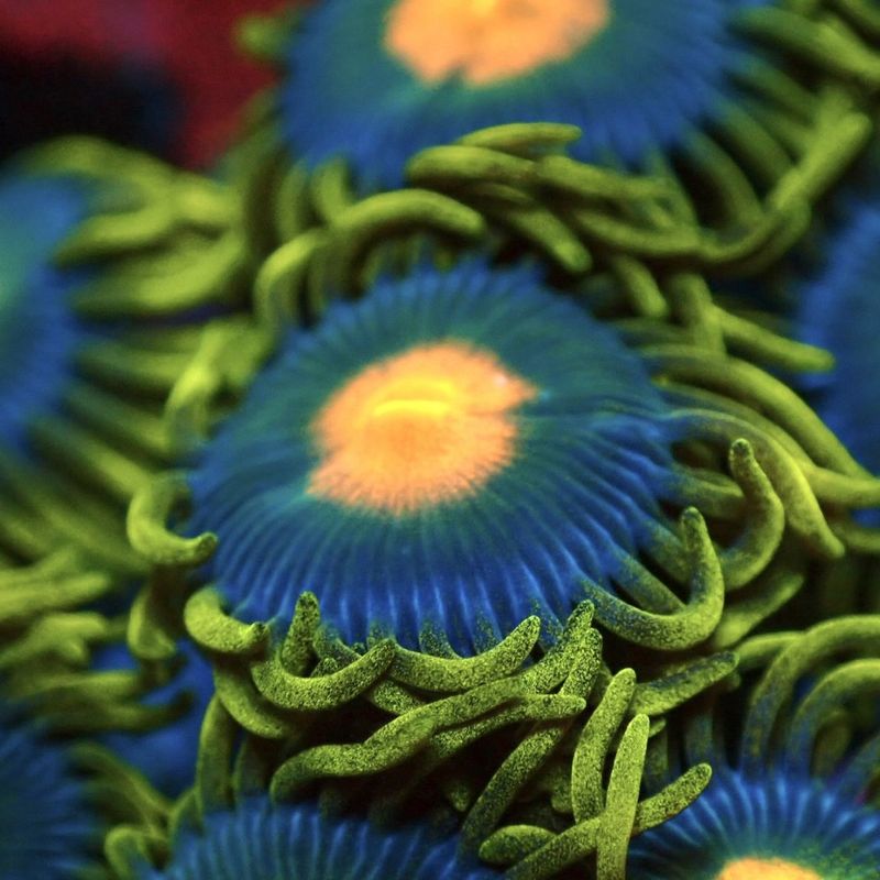 サンゴ,ソフトコーラル,マメスナギンチャク | Aquarium TALLMAN