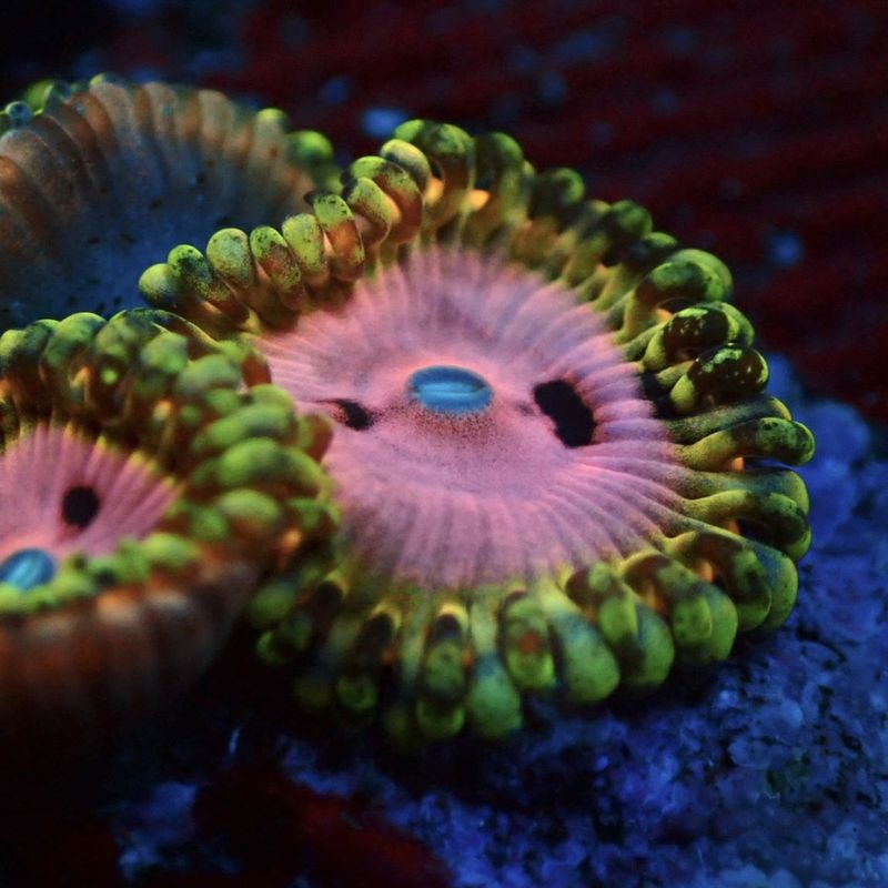 サンゴ,ソフトコーラル | Aquarium TALLMAN