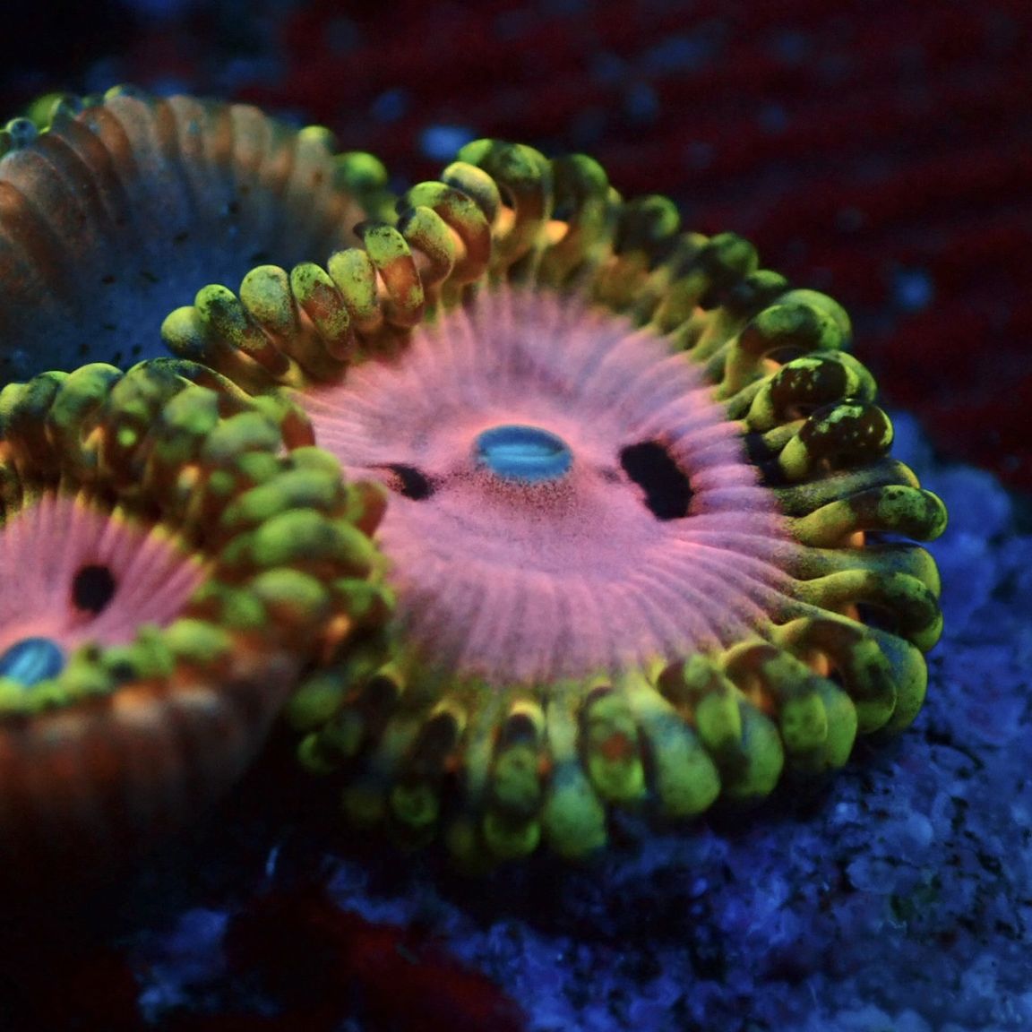 珍しい！すんごい！ピンクアイランドアクアマリン！ マメスナ】Pink Diamond ピンクダイヤモンド | サンゴ,ソフトコーラル