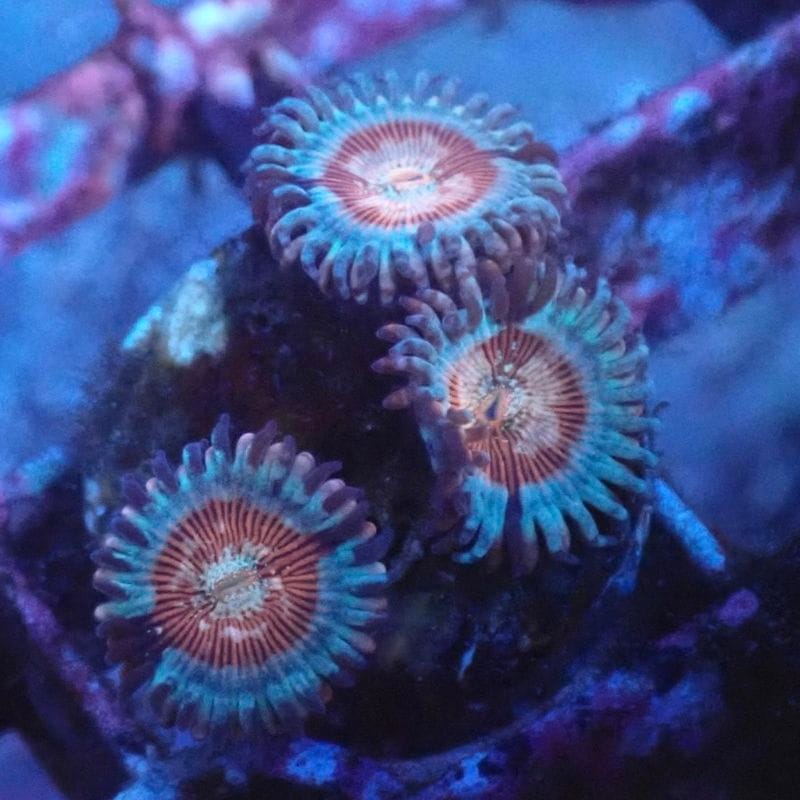 サンゴ,ソフトコーラル,マメスナギンチャク | Aquarium TALLMAN