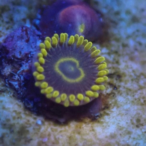 サンゴ,ソフトコーラル | Aquarium TALLMAN