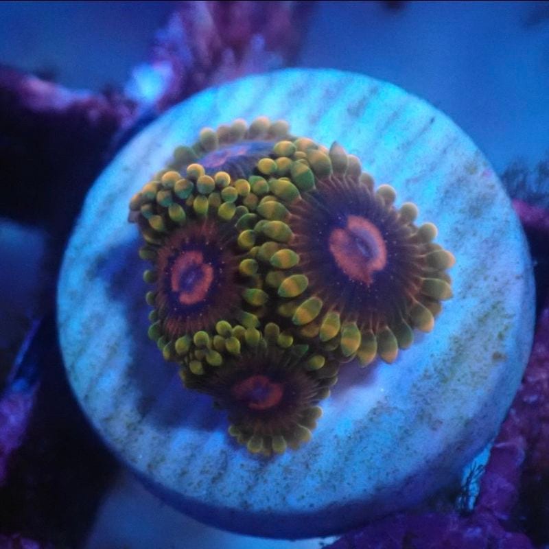サンゴ,ソフトコーラル,マメスナギンチャク | Aquarium TALLMAN