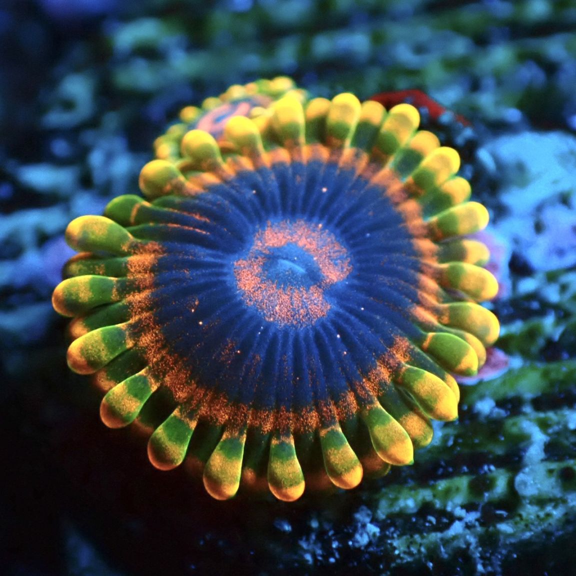 マメスナ】Mind Trick マインドトリック | サンゴ,ソフトコーラル,マメ