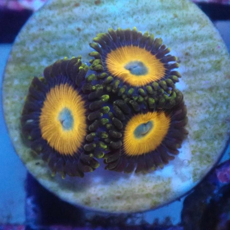 サンゴ,ソフトコーラル,マメスナギンチャク | Aquarium TALLMAN