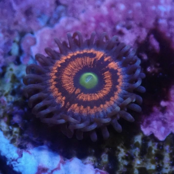 【マメスナ】Rapture ラプチャー