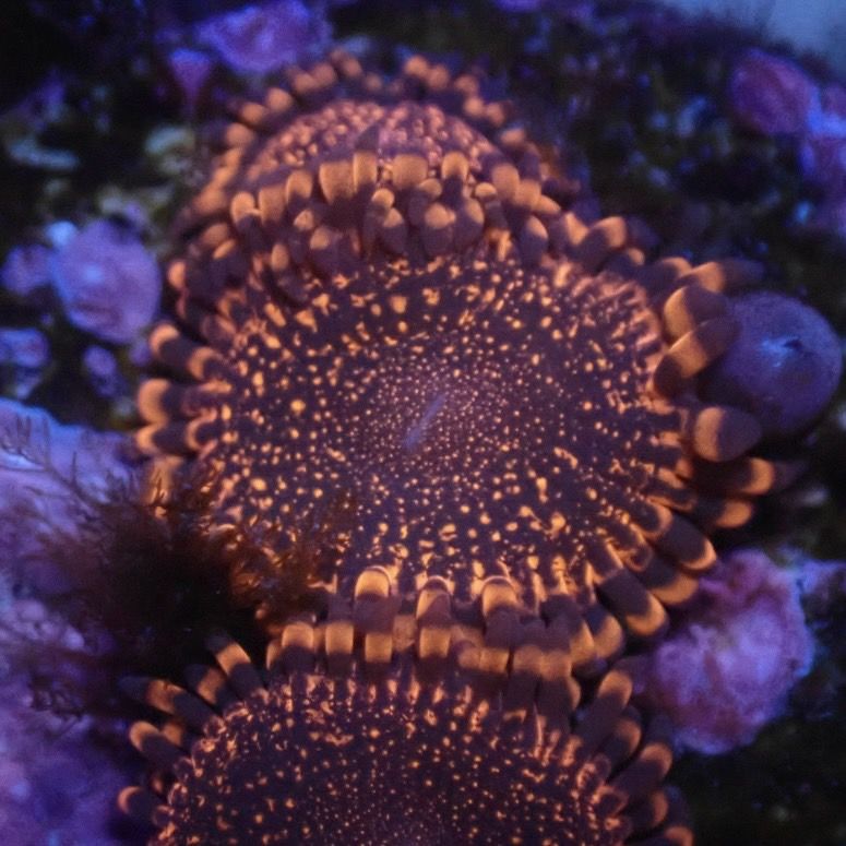 【マメスナ】Darth Maul ダースモール ※沖縄タイプ