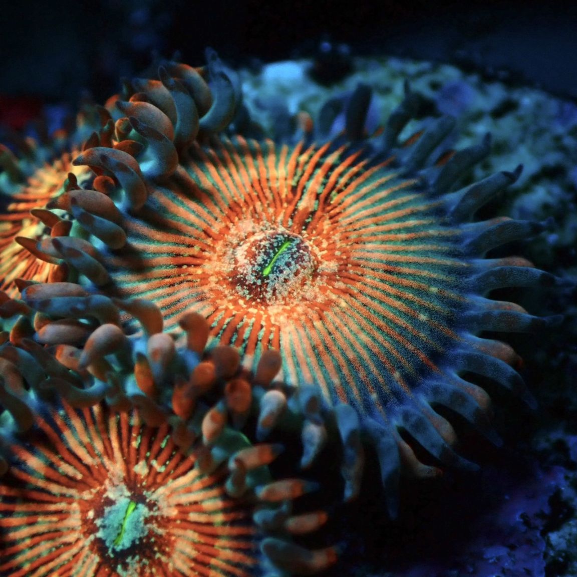 マメスナ】Salted Agave ソルティッドアガベス | サンゴ,ソフト