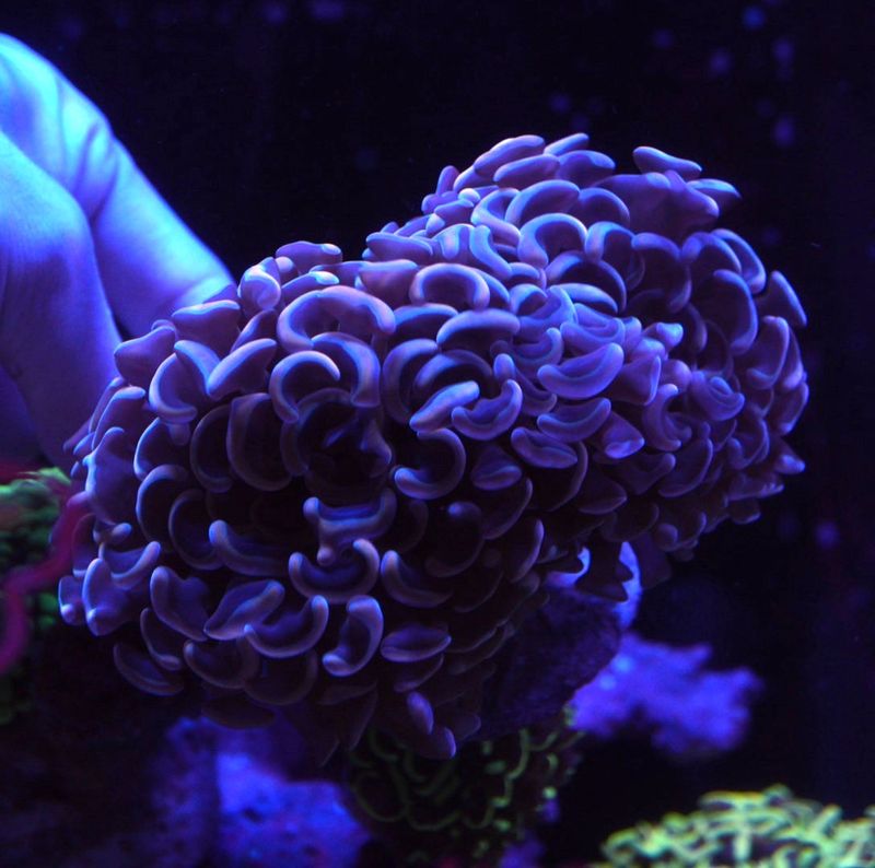 サンゴ,LPS Coral,ナガレハナサンゴ | Aquarium TALLMAN