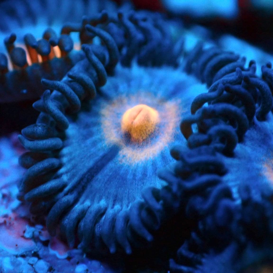 マメスナ】Poison Potion ポイズンポーション[ゴジラブリード