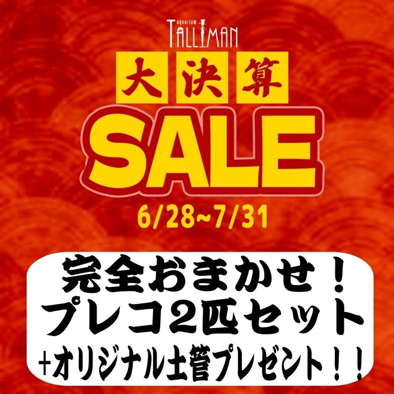 【LS・決算セール】ランクアップ！？　完全おまかせプレコ 2匹セット　10,000円