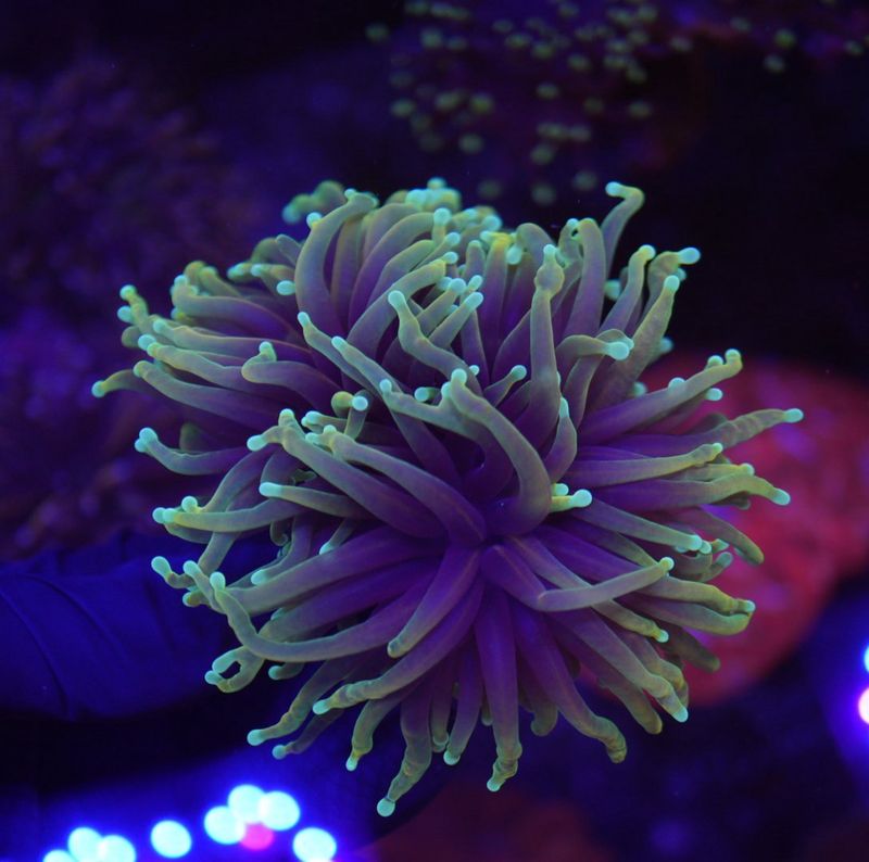 【★】特大　オオバナサンゴ No.1 オオタバサンゴ メタリックツートンを買うならアクア