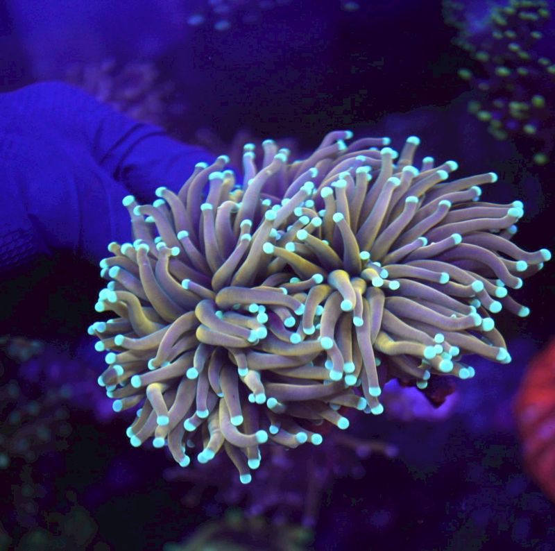 サンゴ,LPS Coral,ハナサンゴ | Aquarium TALLMAN