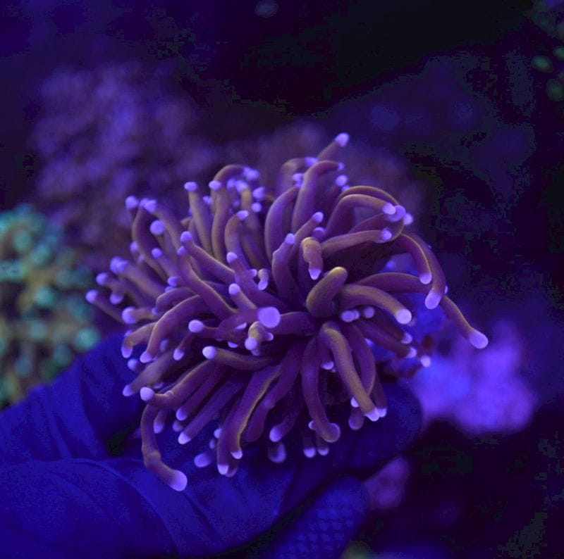 サンゴ,LPS Coral,ハナサンゴ | Aquarium TALLMAN