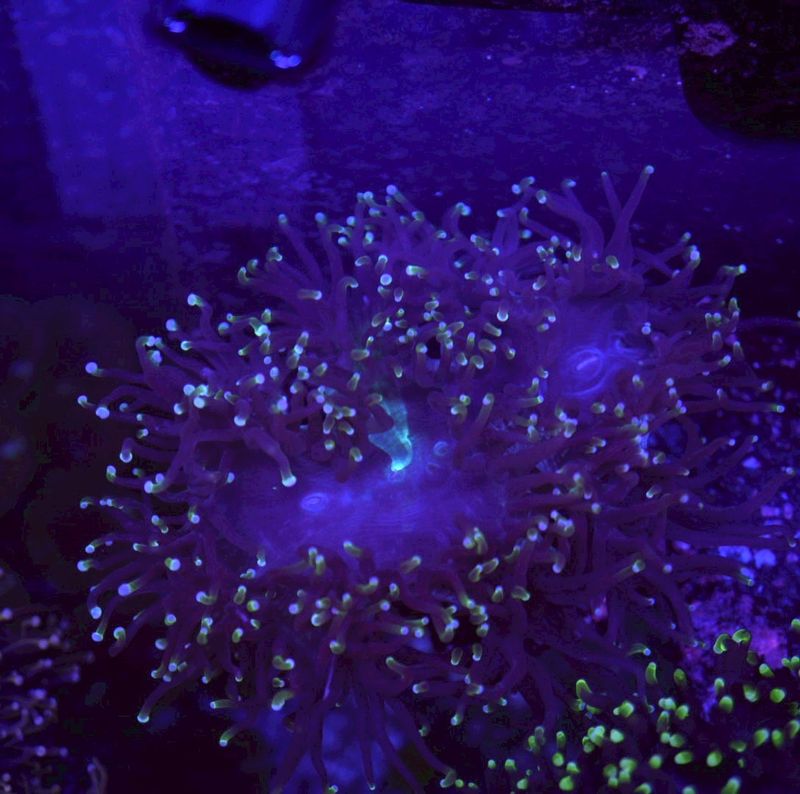 トランペットコーラル　No.2